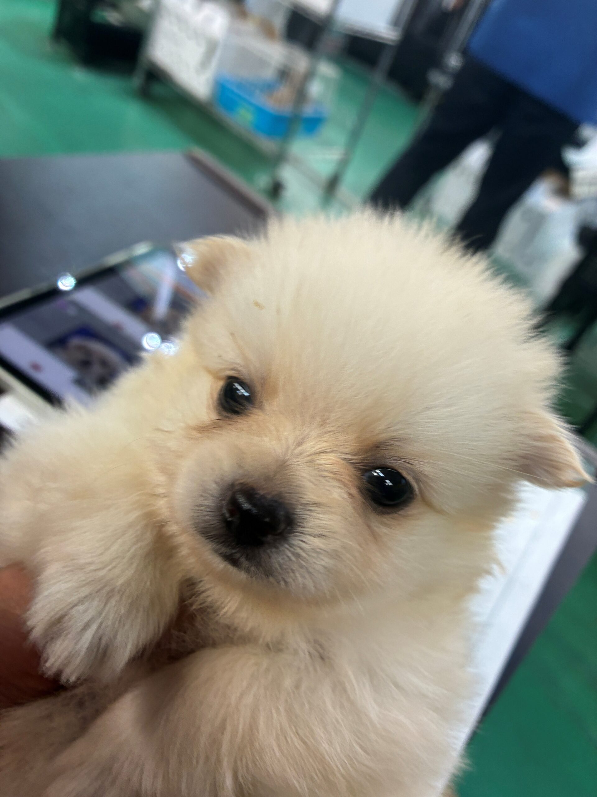 福