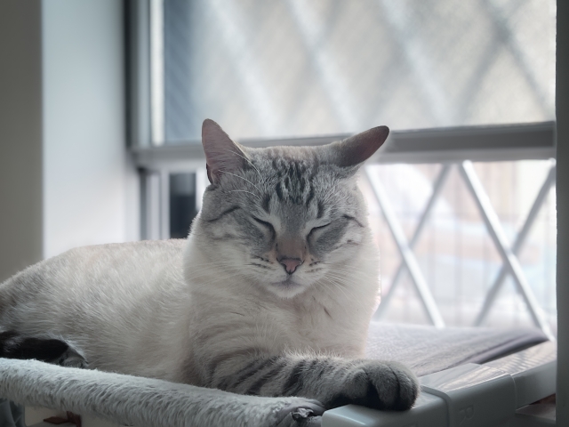 猫