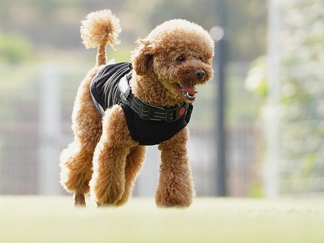 犬