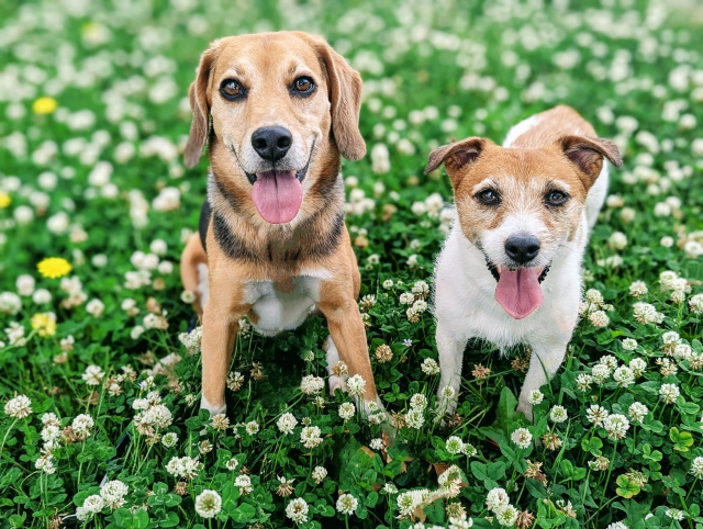 犬
