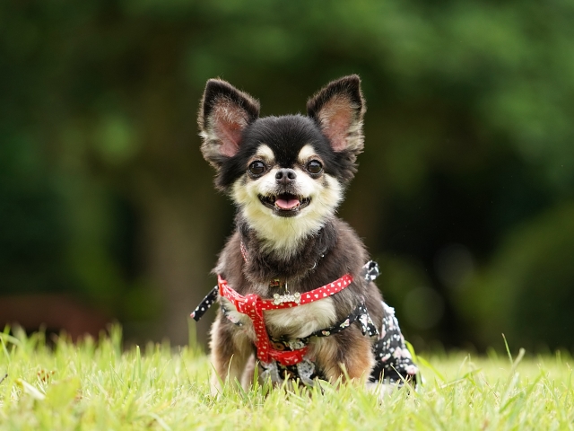 犬